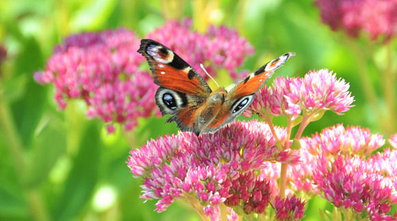 Schmetterling aug Blüte