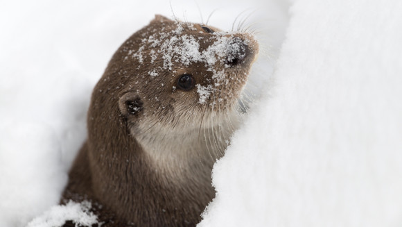 Fischotter im Schnee