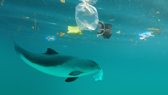Schweinswal im Meer mit Plastikmüll