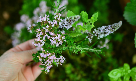 Gartenpflanzen für Schmetterlinge