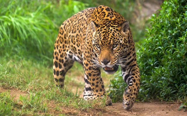 Jaguar läuft durch den Tropenwald.