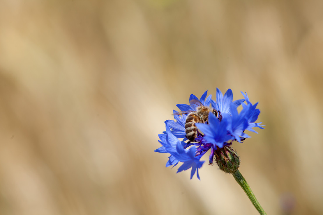 Eine Biene auf einer blauen Kornblume. Wir kämpfen für den Erhalt der Artenvielfalt und blühender Wiesen.