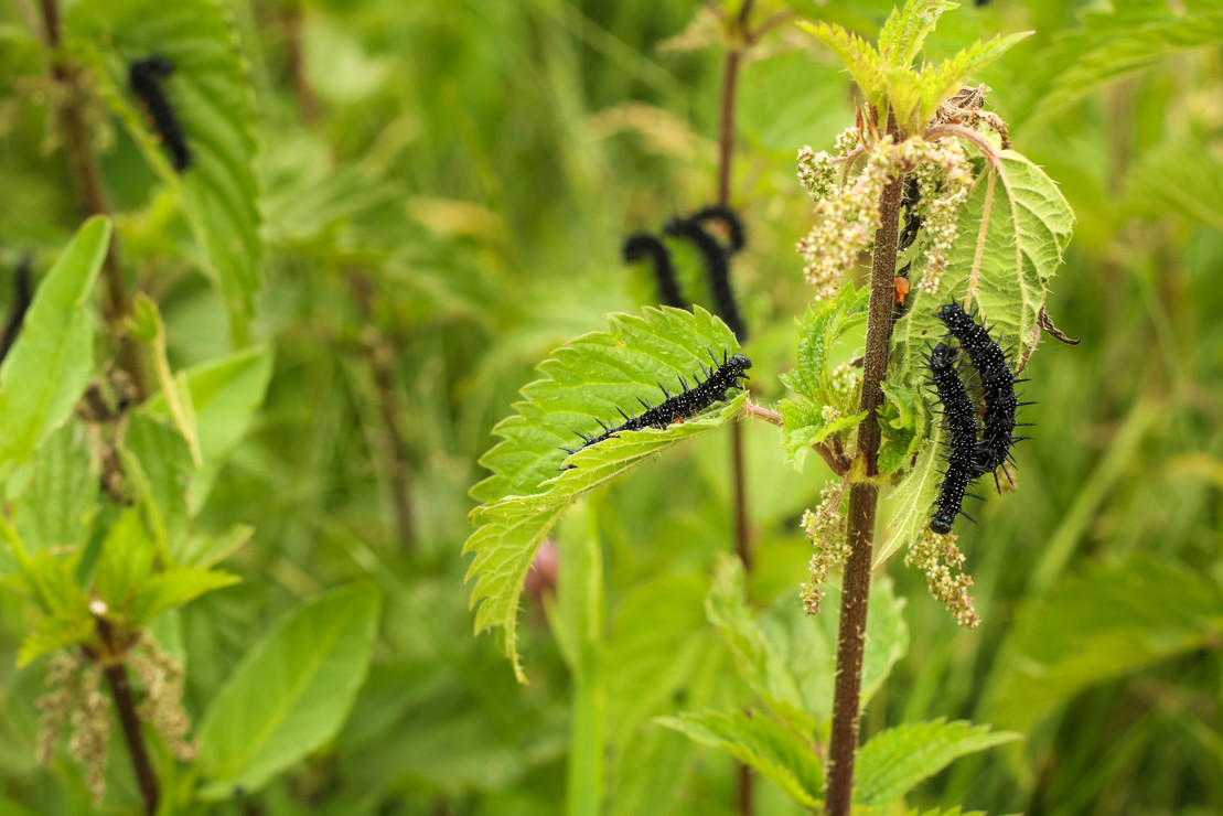 Schmetterlingsraupe auf Brennnessel