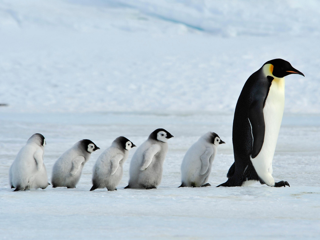 Eine Pinguinfamilie läuft in Reihe über Eis