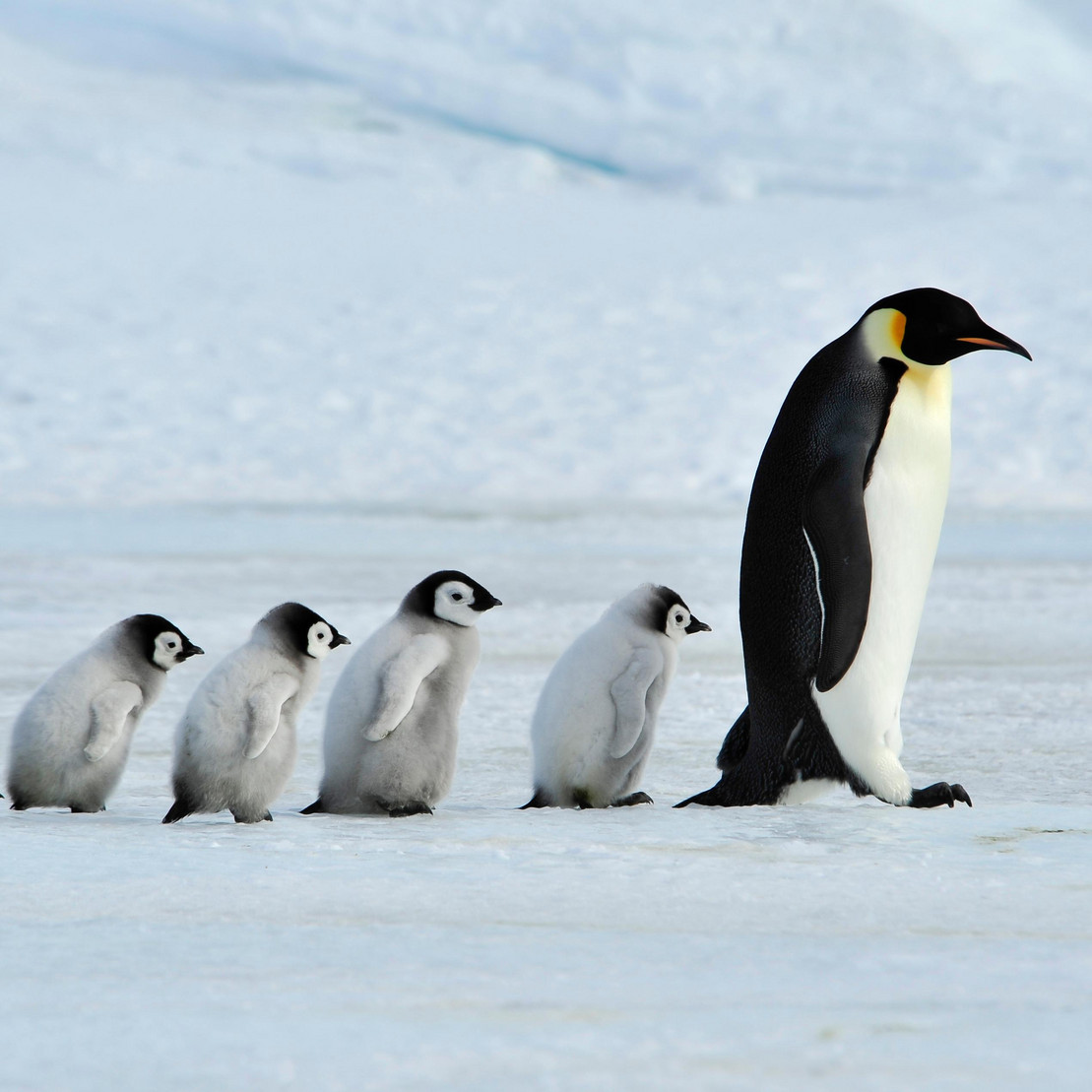 Eine Pinguinfamilie läuft in Reihe über Eis