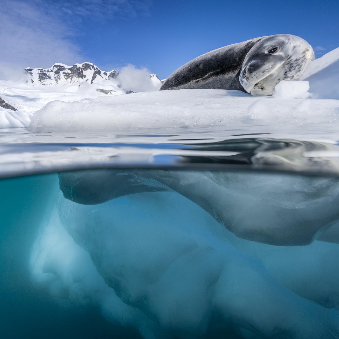 Ein Seeleopard liegt auf einer Eisscholle.