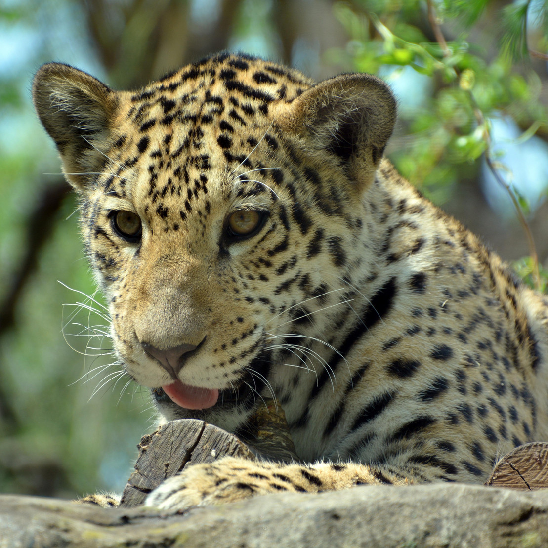 Kleiner Jaguar sitzt im Blätterdickicht.