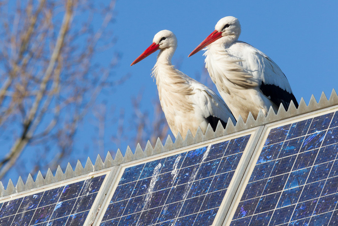 Zwei Weißstörche sitzen auf einer Solarzelle.