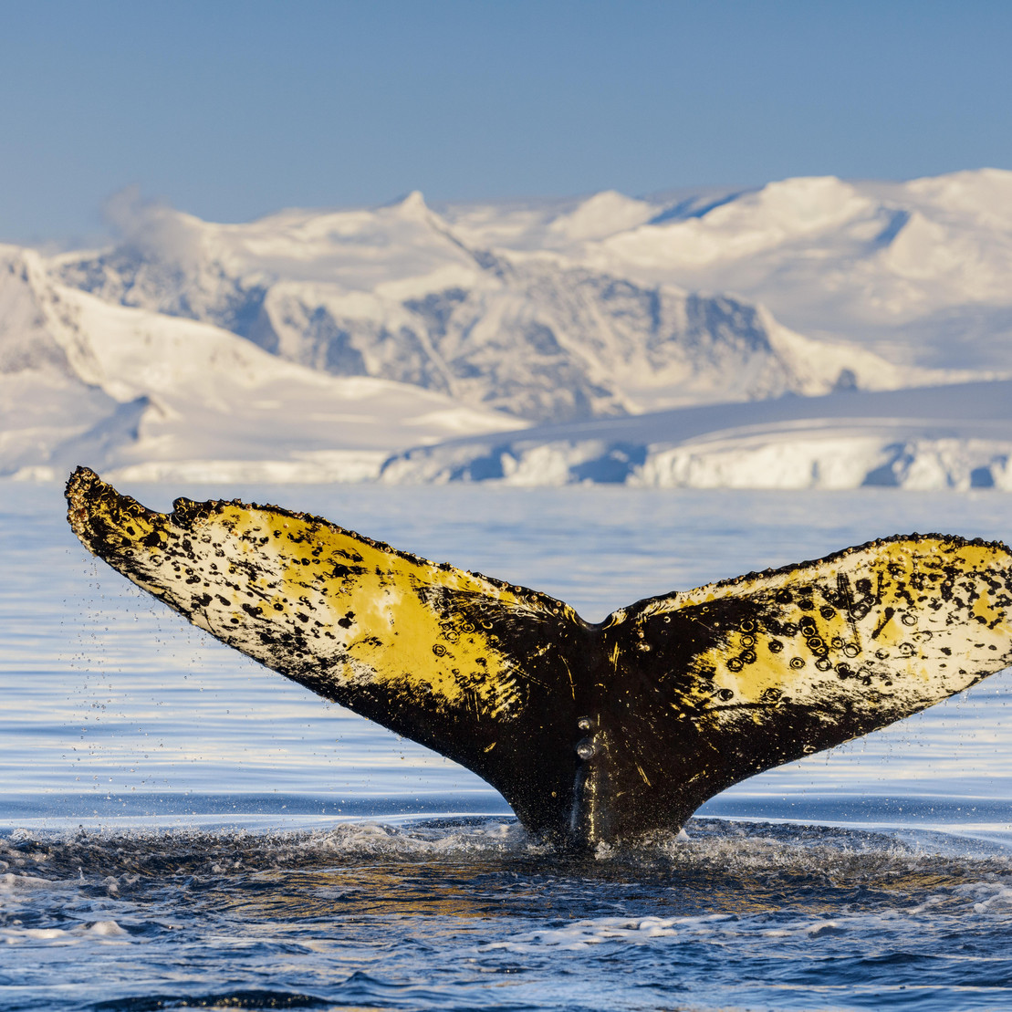 Eine Walflosse ragt aus dem Meer.