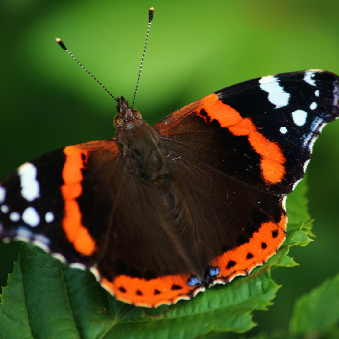 butterfly on flower