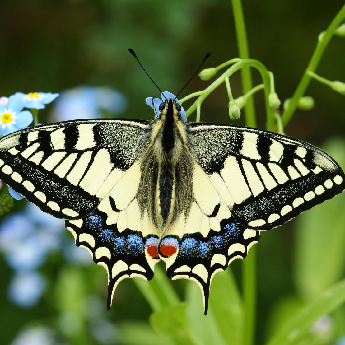 Schwalbenschwanz Papilio machaon