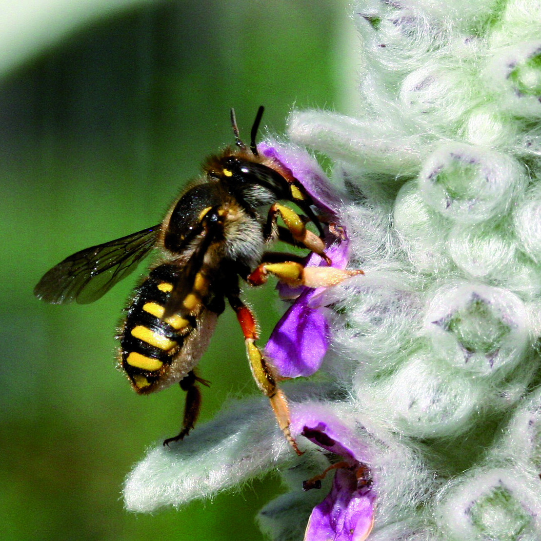 Wildbiene auf einer Blüte