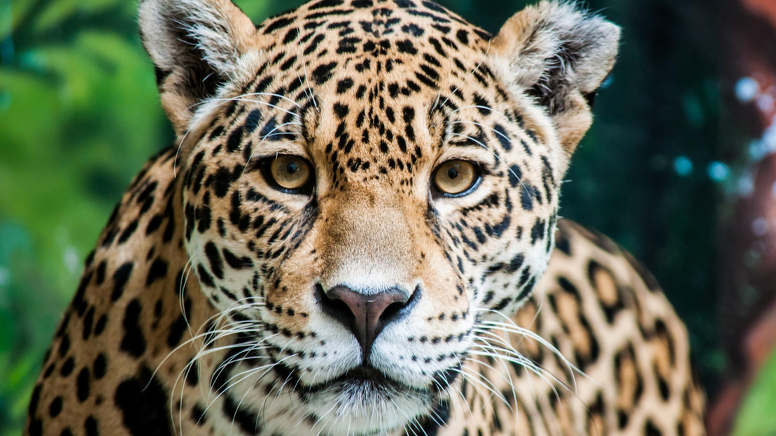 Ein Jaguar im Dschungel