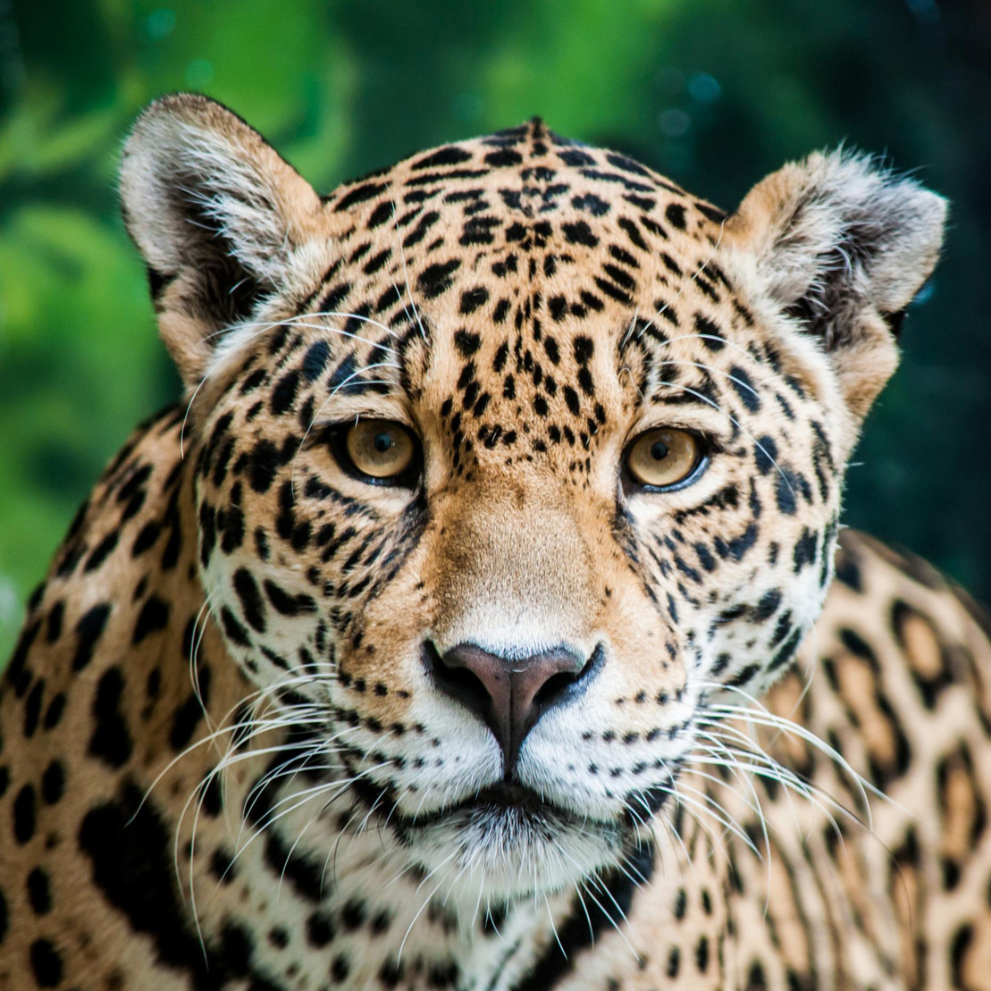 Jaguar schaut in die Kamera.