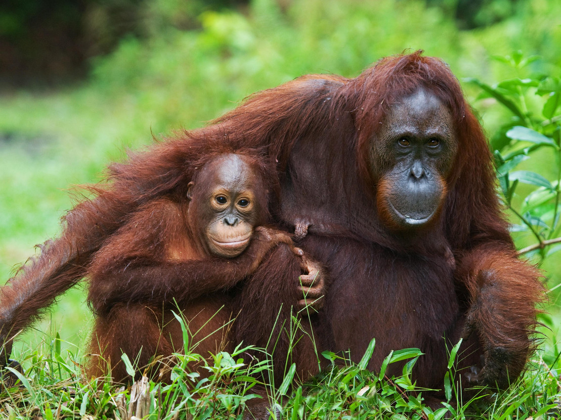 The female of the orangutan with a baby on ground. Indonesia. The island of Kalimantan (Borneo). An excellent illustration.