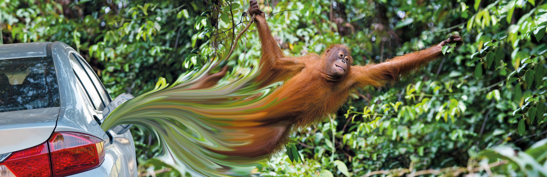 Orangutan in the wild. Indonesia. The island of Kalimantan (Born
