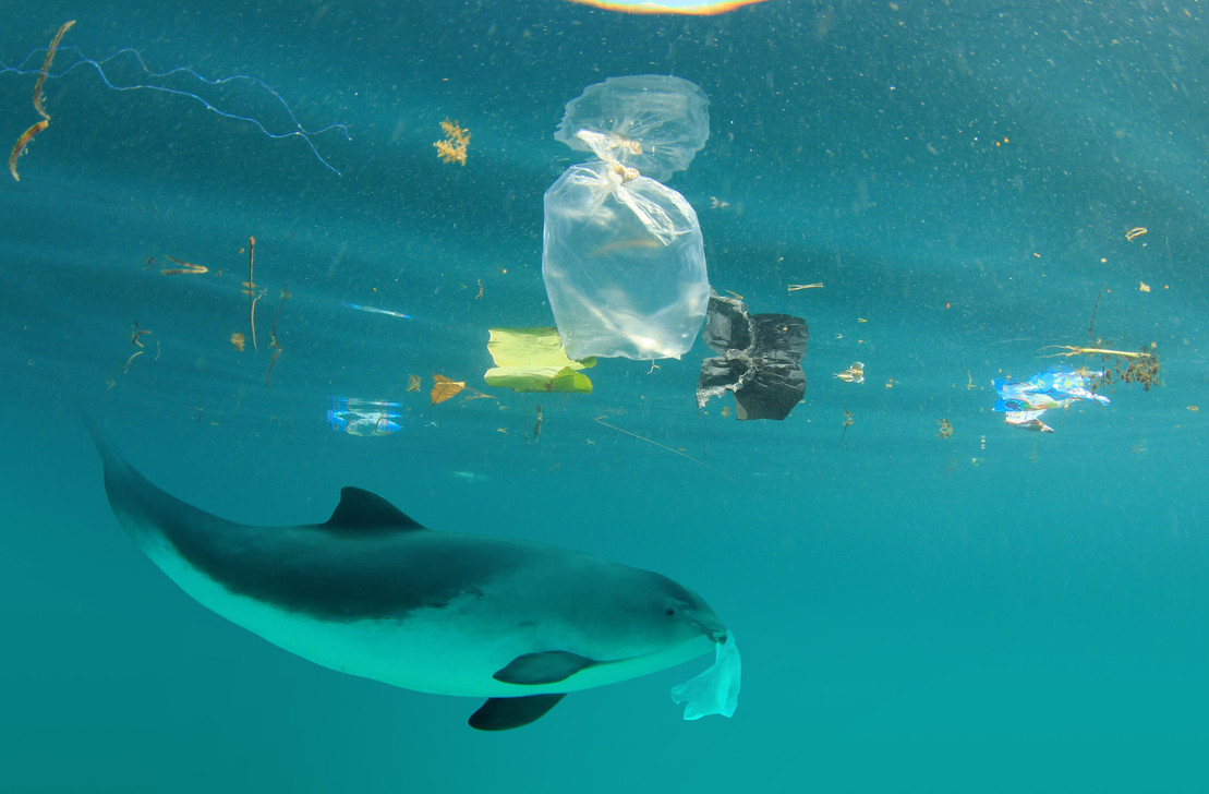 Schweinswal im Meer mit Plastikmüll