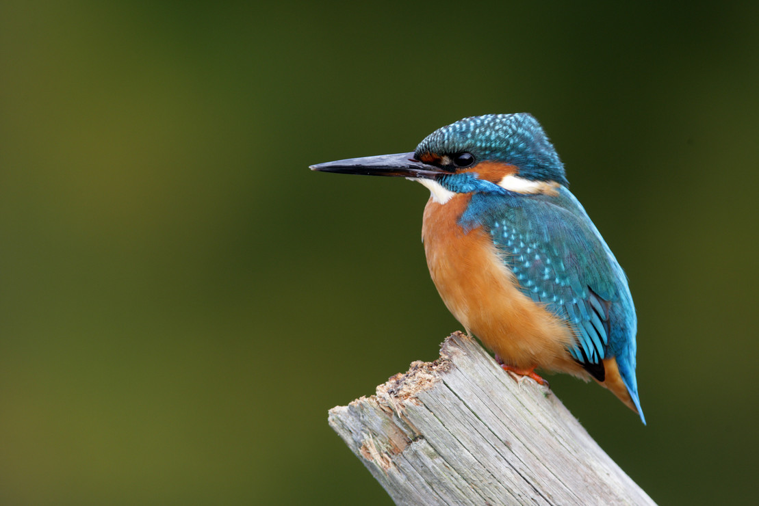 Ein Vogel sitzt auf einem Ast. Er steht für den Schutz der Natur.
