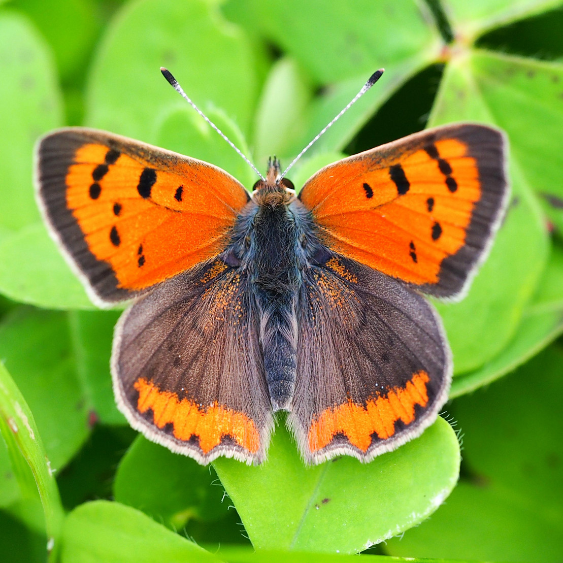 Small Copper (Lycaena phlaeas)