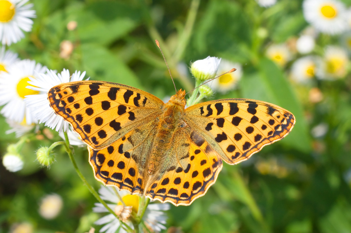 Mitmach-Aktion für insektenfreundliche Städte: Deutsche Umwelthilfe ruft  zur Schmetterlingssuche auf und fordert mehr Grünflächen – Deutsche  Umwelthilfe e.V.