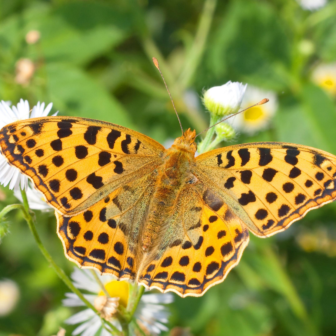 Queen of Spain fritillary / Issoria lathonia