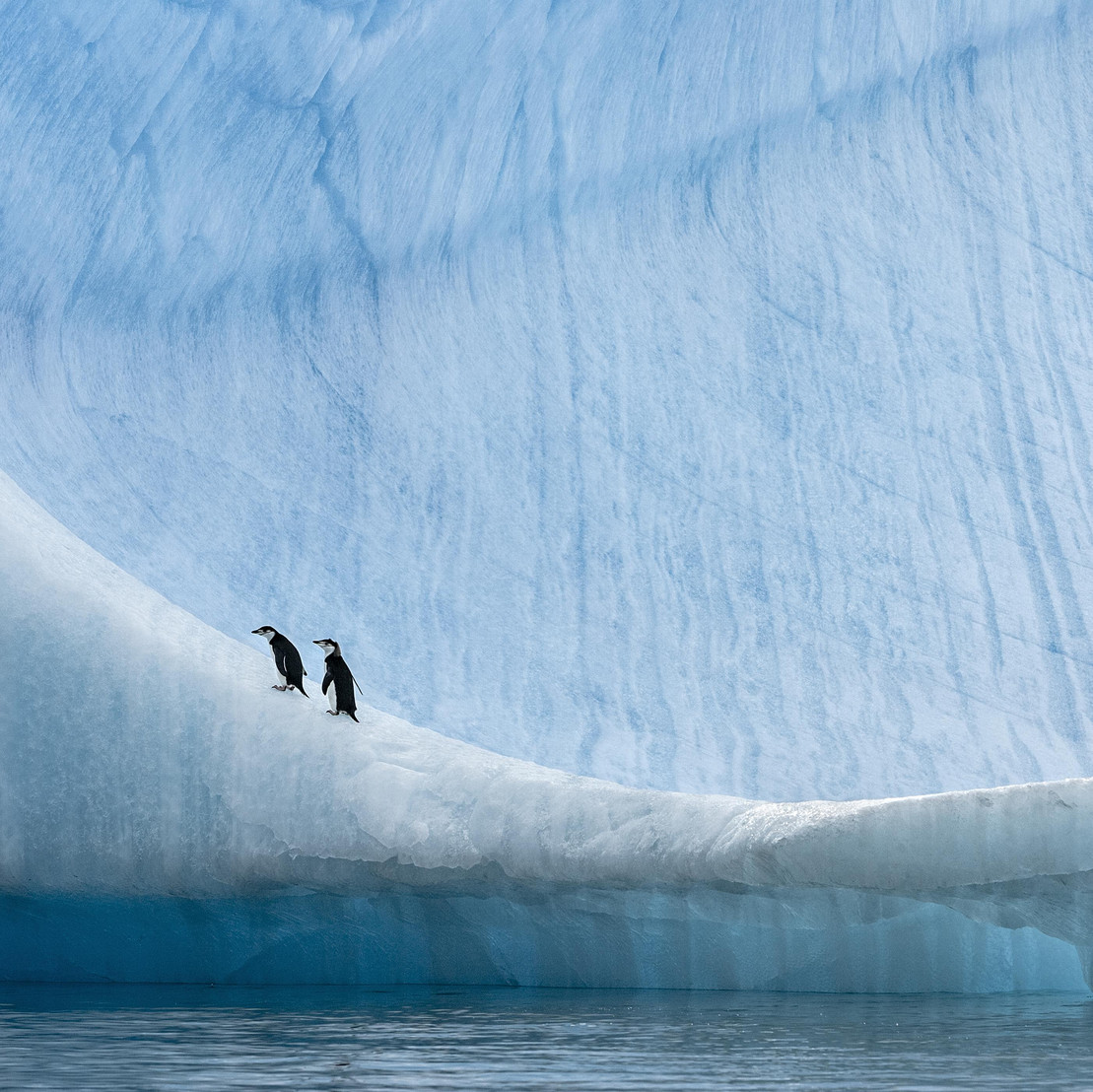 Pinguine laufen einen Berg aus Eis herauf.