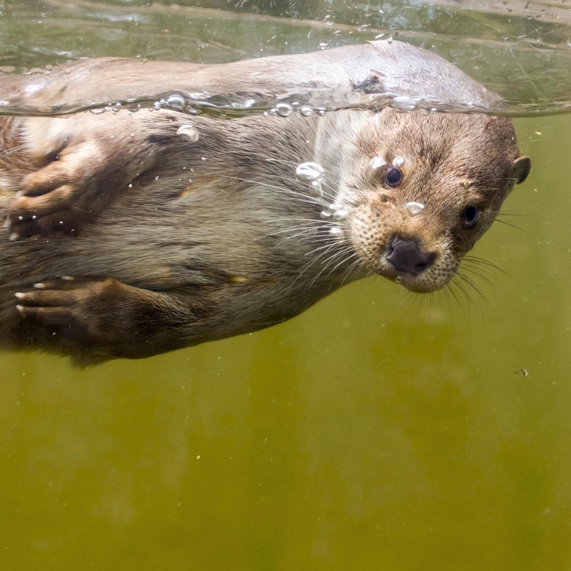 Eurasicher Fischotter beim schwimmen