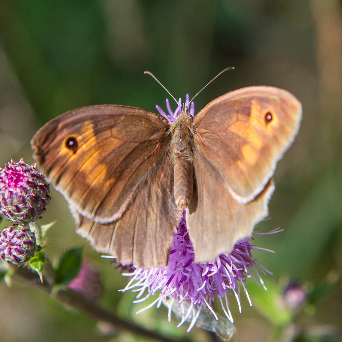 The Meadow brown (Maniola jurtina) butterfly on a thistle