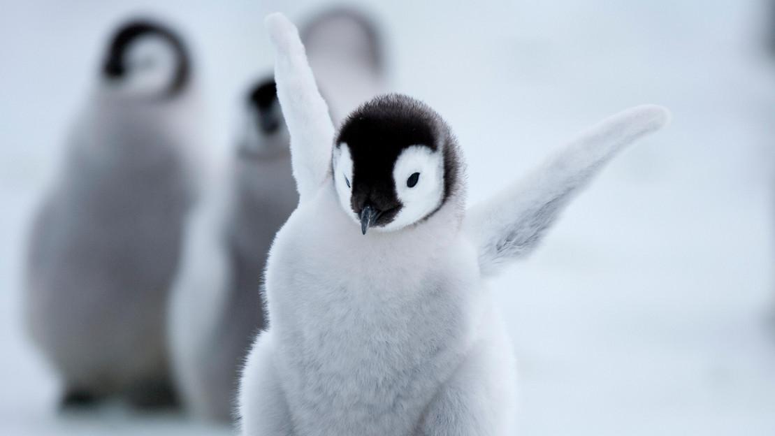 Pinguin-Küken hält die Flügel in die Luft