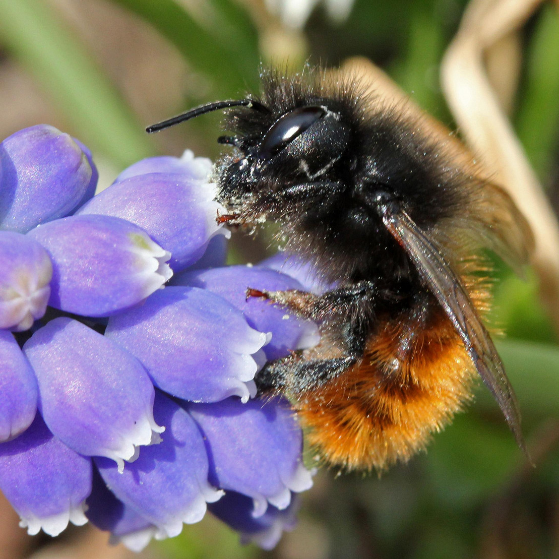 Eine Wildbiene trinkt Nektar einer Blüte.