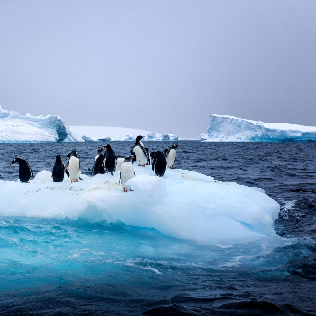 Pinguine laufen über eine Eisscholle.