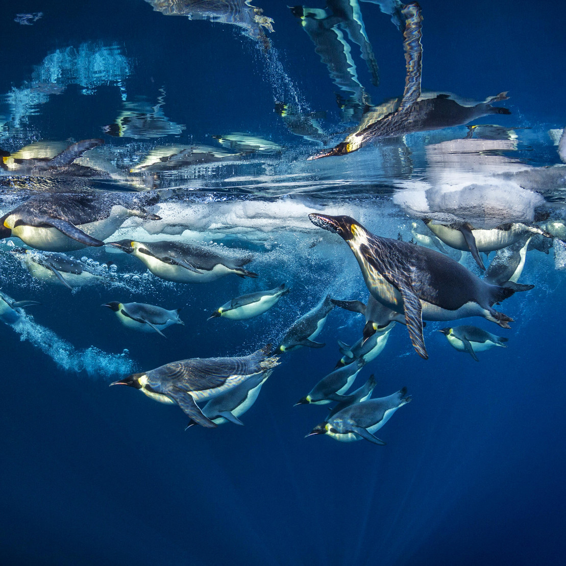 Kaiserpinguine tauchen Unterwasser im Südpolarmeer
