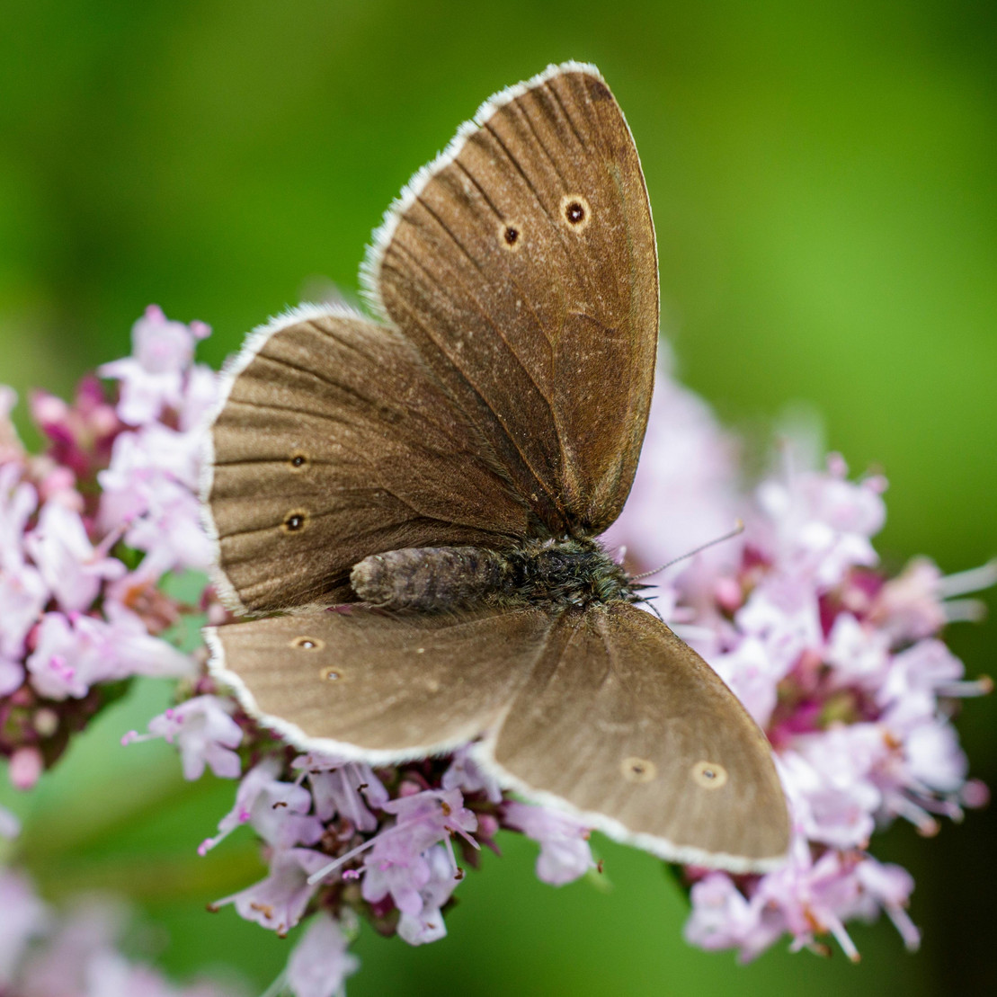 Brauner Waldvogel (Aphantopus hyperantus)