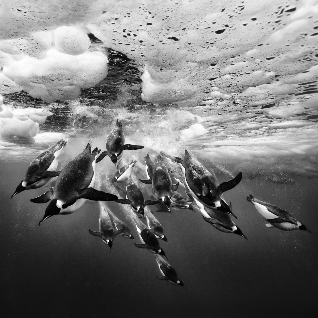 Pinguine tauchen ins Wasser ein