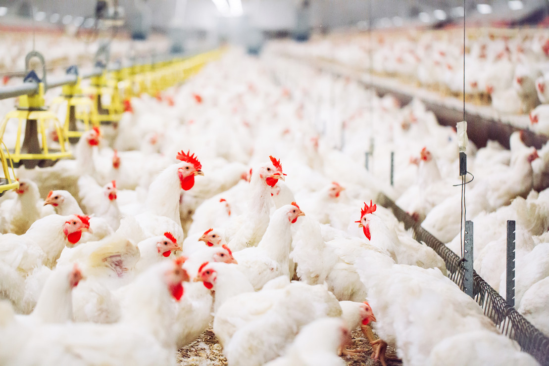 Indoors chicken farm, chicken feeding