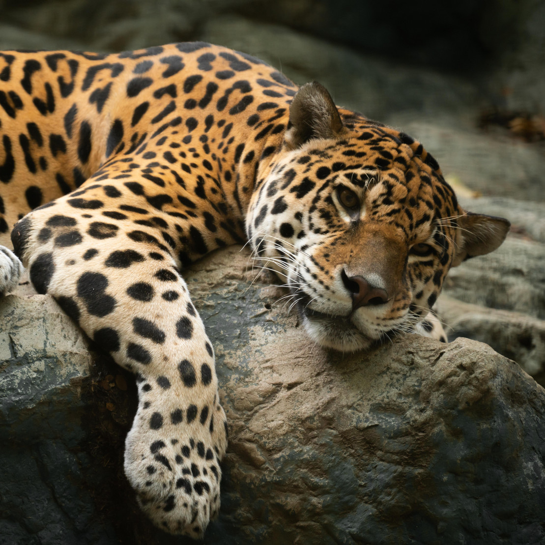 Ein Jaguar schläft auf einem Felsen.