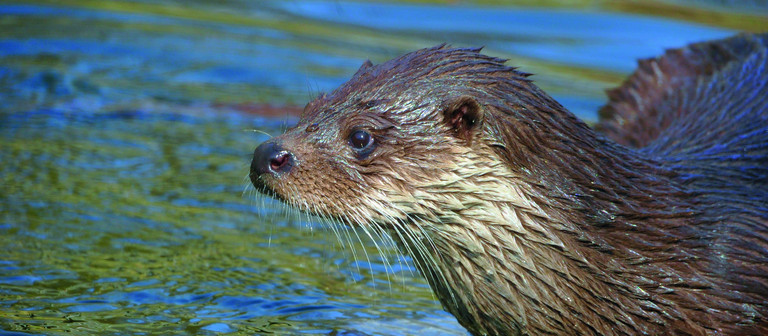 Fischotter in Gefahr