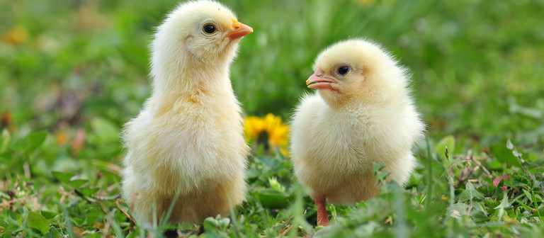 Verschenken Sie eine Patenschaft zu Ostern!