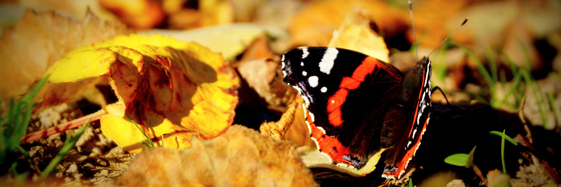 Deutsche Umwelthilfe - Schmetterling auf Obst