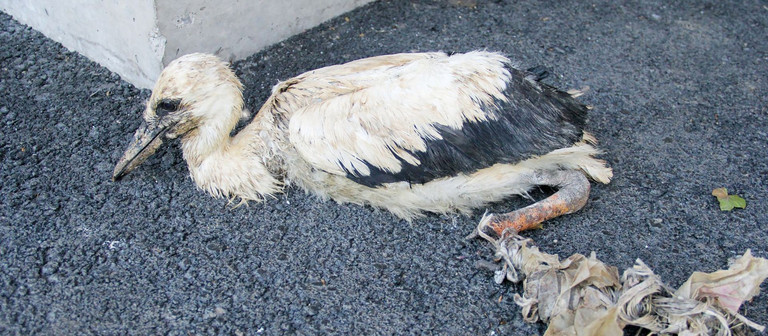 Plastikmüll tötet unsere Tiere