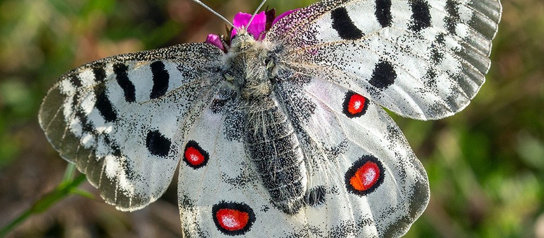 Rettet die Schmetterlinge! Rettet die Schmetterlinge!