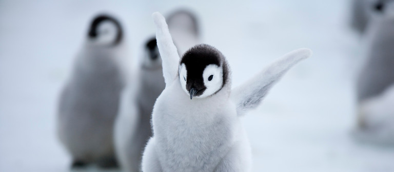 Heute ist Welt-Pinguin-Tag!
