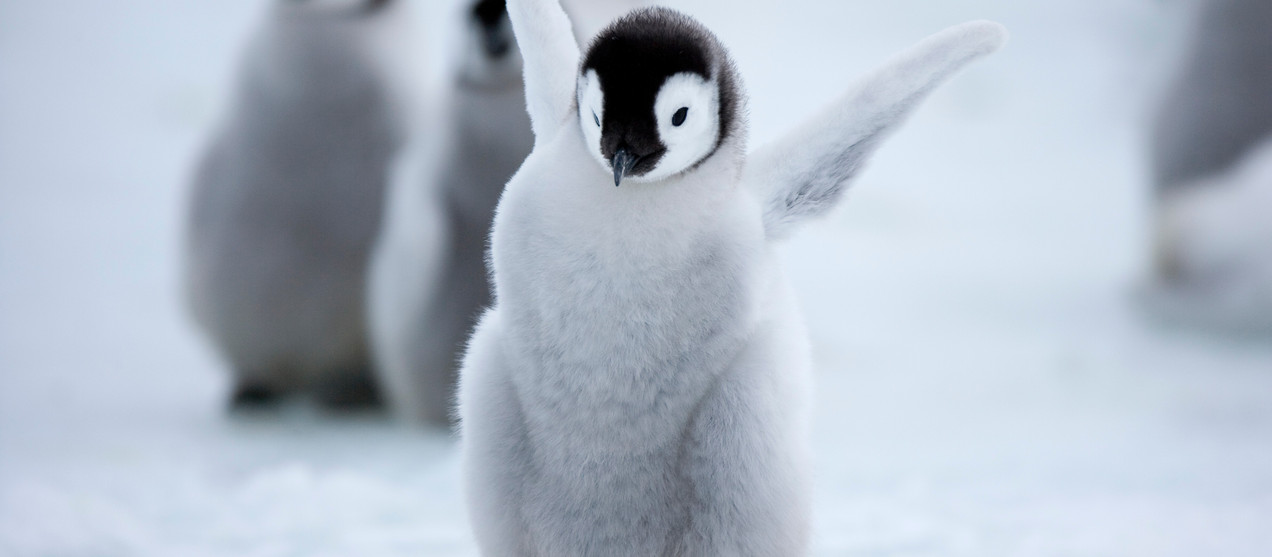 Pinguine schützen!