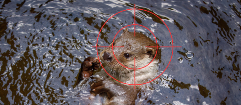 Fischotter in Gefahr
