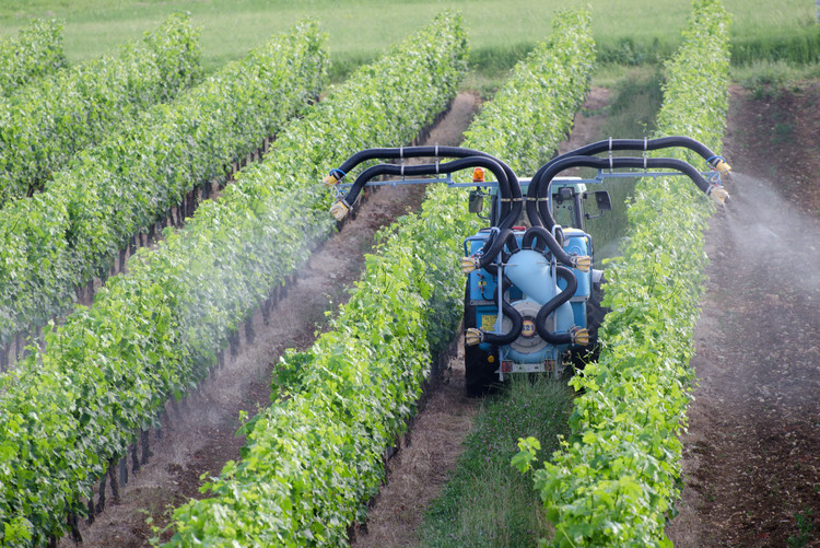 Ein Traktor versprüht Pestizide auf einem Weinfeld.