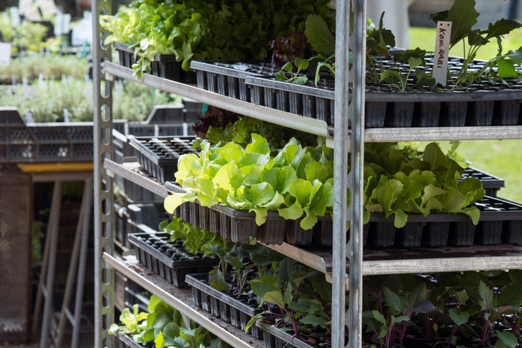Gemüsepflanzencontainer mit Gemüsepflanzen in Einwegpaletten
