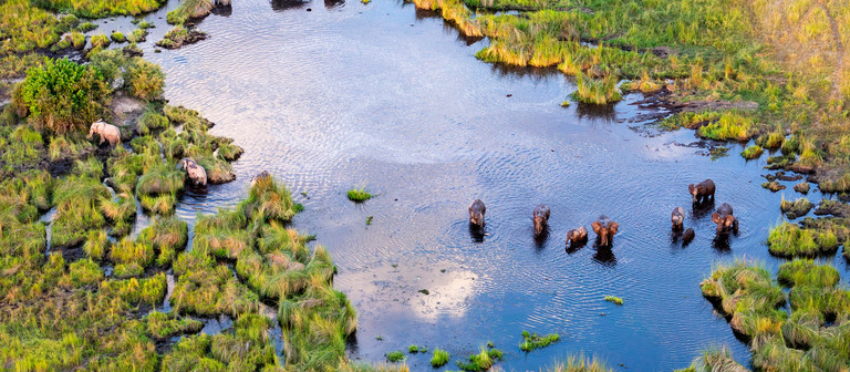 Okavango-Delta in Gefahr Okavango-Delta in Gefahr