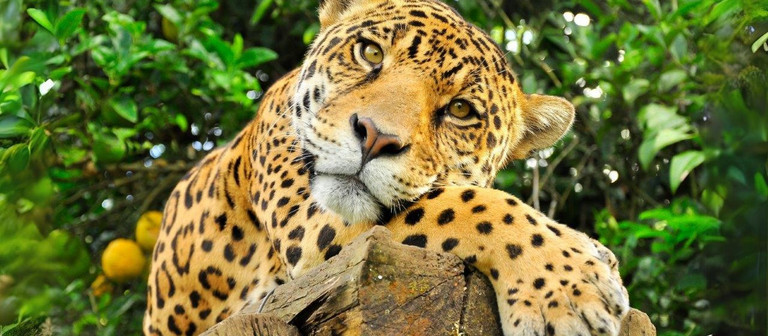 Der Jaguar kämpft für seine Zukunft Der Jaguar kämpft für seine Zukunft