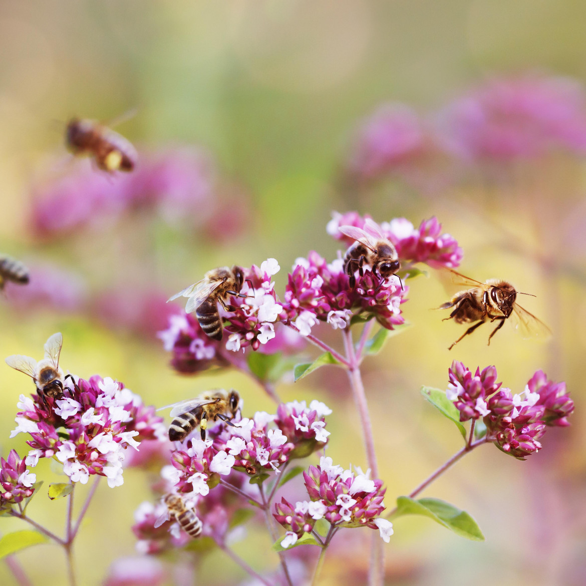 Bees on Oregano