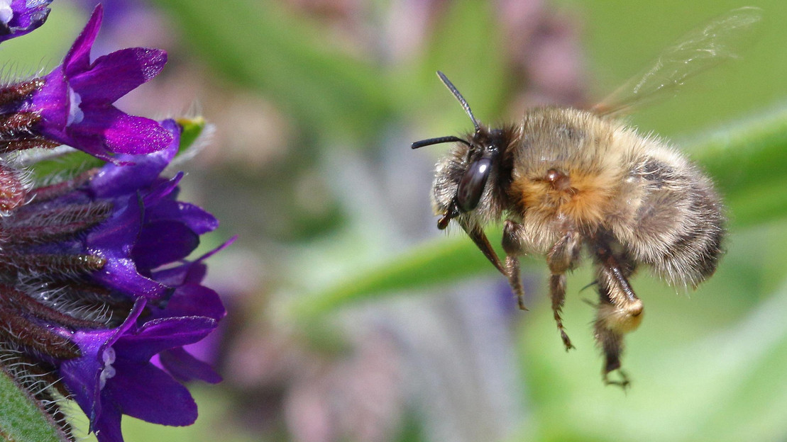 Eine Wildbiene fliegt auf eine Blume zu